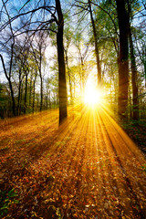 Obraz premium Sonnenaufgang im Wald