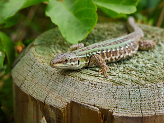 Naklejka premium portrait of an italian wall lizard (Podarcis sicula) resting on a cut trunk .