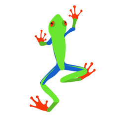 Red-eyed tree frog, flat design. Vector illustration of red-eyed tree frog on white background. Poisonous frog top view
