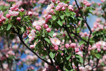 Flowering apple tree