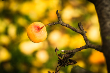 Yellow apple on the branch