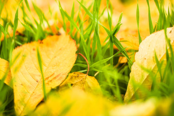 Yellow leaves on green grass