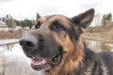 German shepherd dog in beautiful spring day