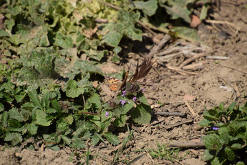 The Small tortoiseshell on the plant
