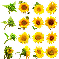 Collection of sunflowers