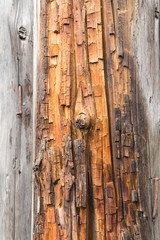 Old cracked log