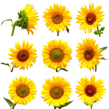 Collection of sunflowers