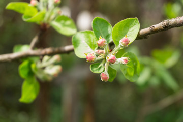 Buds on apple tree branch