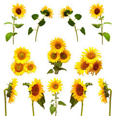 Collection of sunflowers
