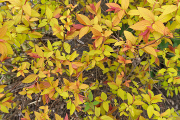 Japanese spirea bush