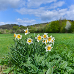 Narzisse ist am blühen im Frühling auf der Wiese