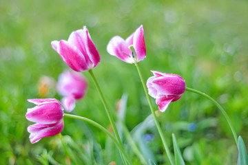 Tulpe rosa mit Wassertropfen nach dem Regen