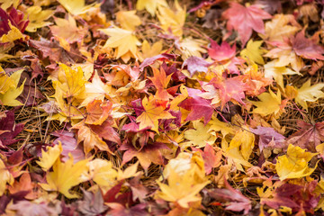 紅葉