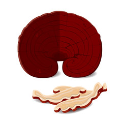 lingzhi isolated on white background