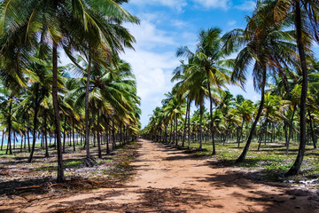 Coconut Avenue