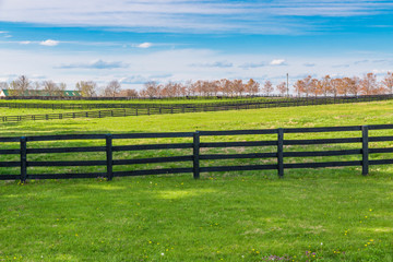 Green pastures of horse farms. Country spring landscape. - obrazy, fototapety, plakaty