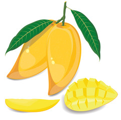 Mango. Fruit illustration on white background