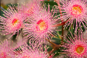 Corymbia ficifolia Pale Pink