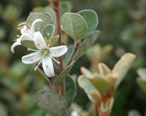 White Correa Flower