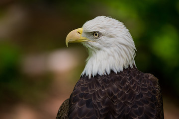 Bald Eagle Close Up Looking Left
