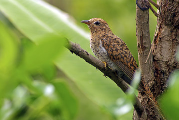 Plaintive Cuckoo juvenile