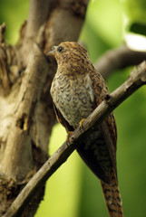 Plaintive Cuckoo juvenile