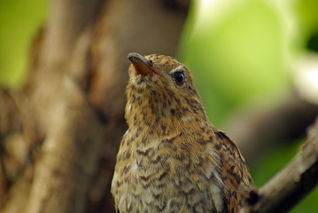 Plaintive Cuckoo juvenile
