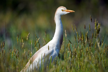 Cattle Egret Walking in the Grass