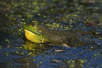 American Bullfrog