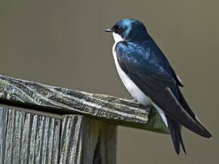 Tree Swallow on Nest Box