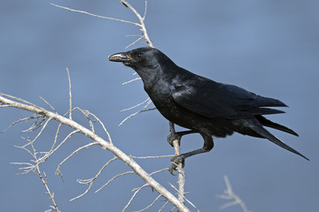 American Crow sitting in a Tree