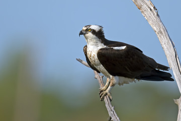 Osprey Sitting in Dead Tree