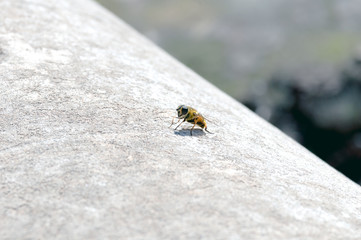 Bee