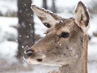 Portrait of a female deer while it is snowing - 109345481
