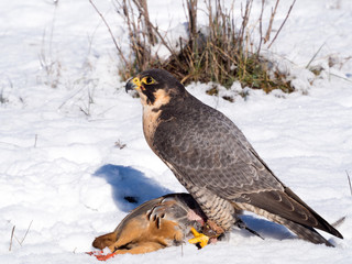 Peregrine falcon with its partridge prey