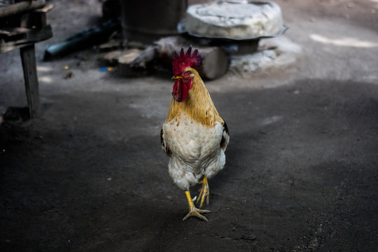 chicken roosters 
