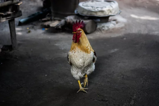chicken roosters