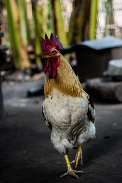 chicken roosters 