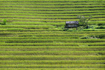 Fototapeta na wymiar The beautiful rice paddy field during the trip from HANOI to SAPA, VIETNAM on the middle of the September.
