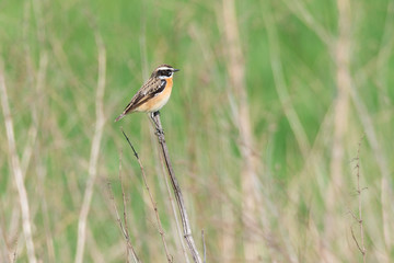 Braunkehlchen (Saxicola rubetra) Männchen in der Natur auf einer Wiese