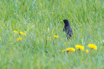 Star (Sturnus vulgaris) auf einer Wiese und sucht nach Futter