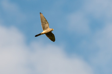Turmfalke (Falco tinnunculus) Weibchen im Flug