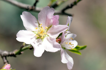 Fototapeta na wymiar Almond flower
