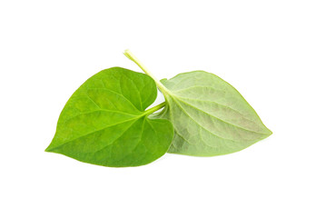 Herbal fish mint leaves isolated on white