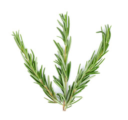 rosemary isolated on the white background