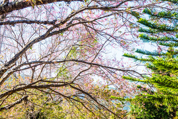 Cherry Blossum Park at Chiangmai Province