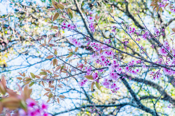 Cherry Blossum Park at Chiangmai Province