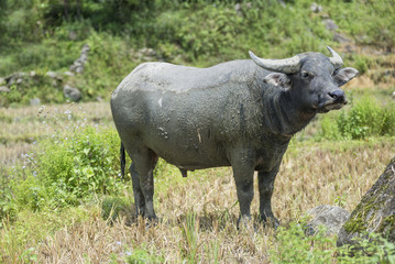 Asian water buffalo standing relax outdoors after soaking mud on hot days