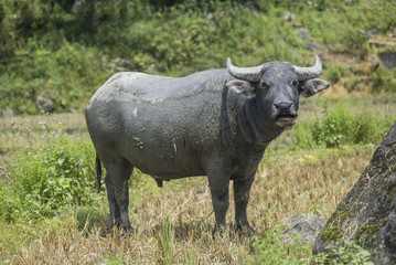 Asian water buffalo standing relax outdoors after soaking mud on hot days