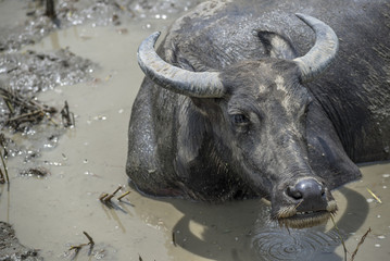 Asian water buffalo relaxing in mud puddle for cool off.